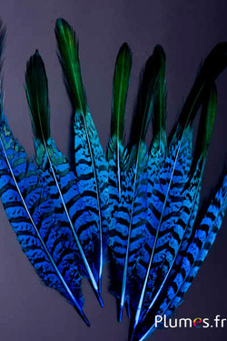 Faisan Lady Armherst - 20-23 cm - bleu-noir